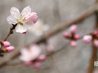 成都錦城師范學(xué)院2023年學(xué)費(fèi)、收費(fèi)多少